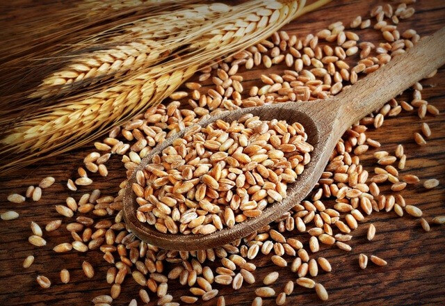 Дикая пшеница - полба
